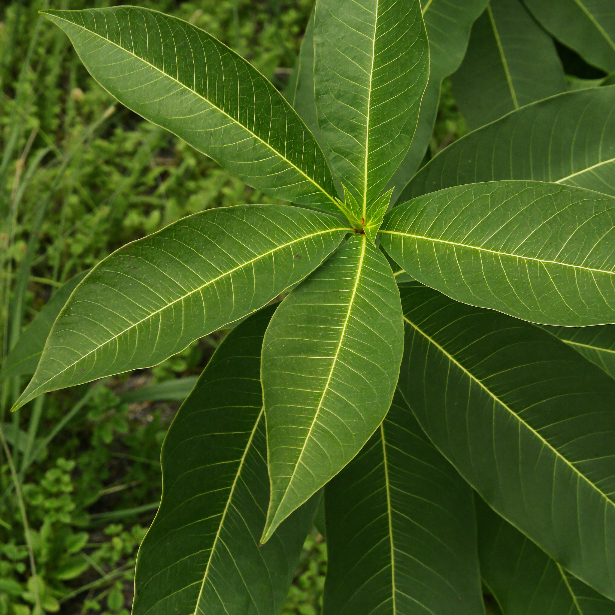 Pure moringa